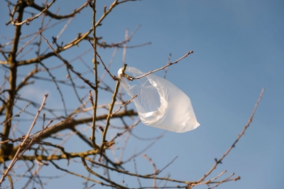 Plastic Bag Stuck in a Tree